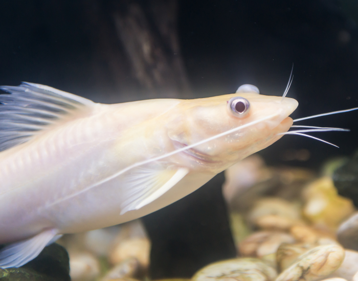 An albino channel catfish swimming underwater, featuring pale, cream-colored skin, light pink fins, and prominent sensory barbels.