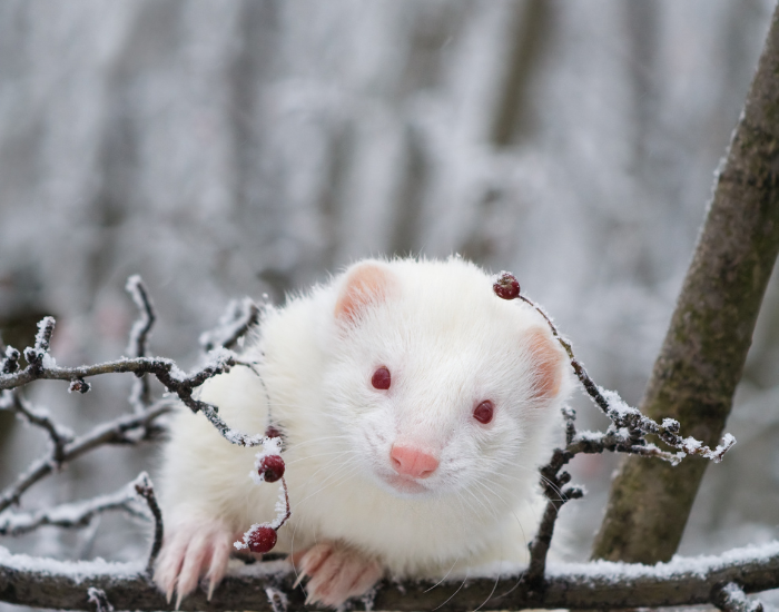 A small albino ferret with pure white fur and reddish eyes sitting outdoors, resting its front paws on a light-colored wooden branch.