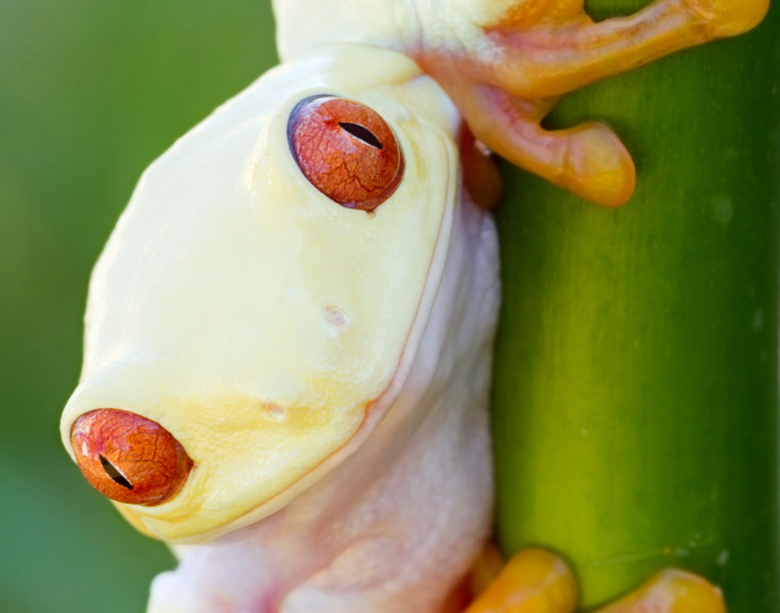 A small albino frog perched on a vibrant green plant stem. Its smooth, pale yellow skin and bright red eyes contrast sharply with the leaf background.
