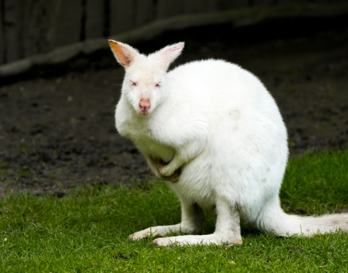 An albino kangaroo standing upright on green grass in an outdoor enclosure, showing clean white fur and light pinkish ears.