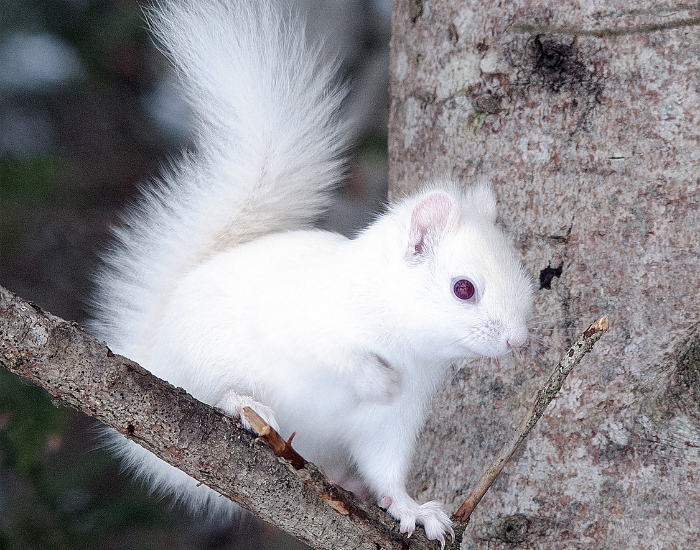 An albino squirrel perched on a tree branch outdoors, with fluffy white fur and a large bushy tail clearly visible.