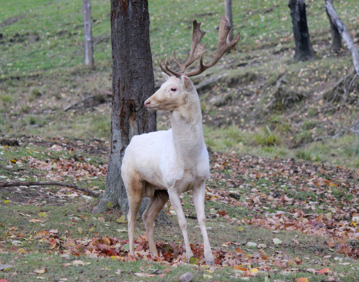 An albino white-tailed deer standing in a wooded forest clearing among dry leaves, showing pale fur and reddish-pink facial tones.