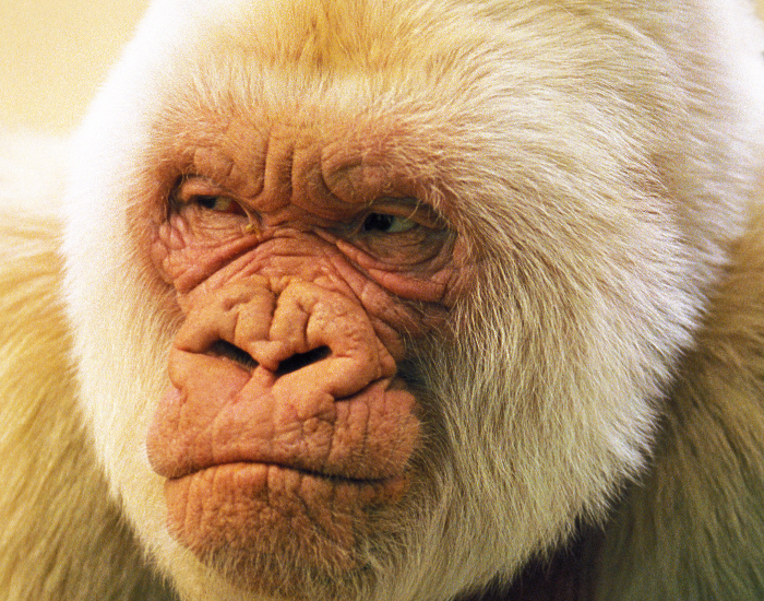 A close-up portrait of Snowflake, a famous albino western lowland gorilla, showing detailed facial features, pale skin, and light cream-colored fur.