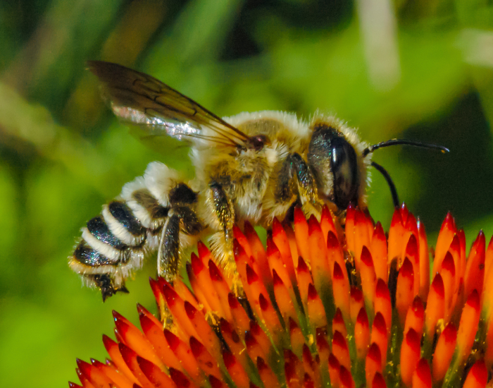 Alfalfa Leafcutter Bee clos eup on perched on a red flower