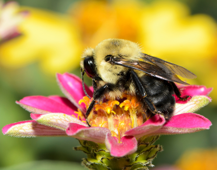 An American bumblebee resting on a pink flower surrounded by green foliage.