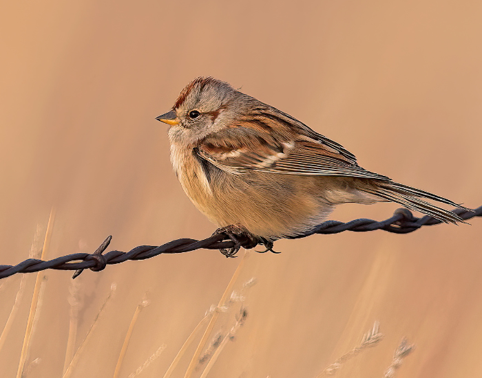 An American tree sparrow perched on a barbed wire fence against a warm, hazy background.