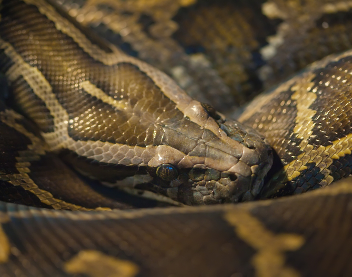 An Angolan python showcasing its distinct patterned brown and tan scales.