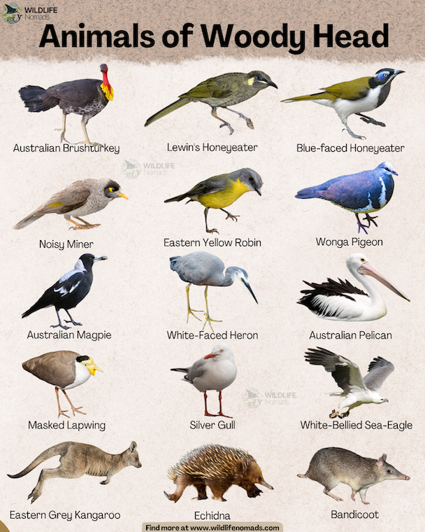 Animals of Woody Head campground NSW by wildlife nomads an infographic showing some of the animals that can be found in woody head campground in new south wales, australia