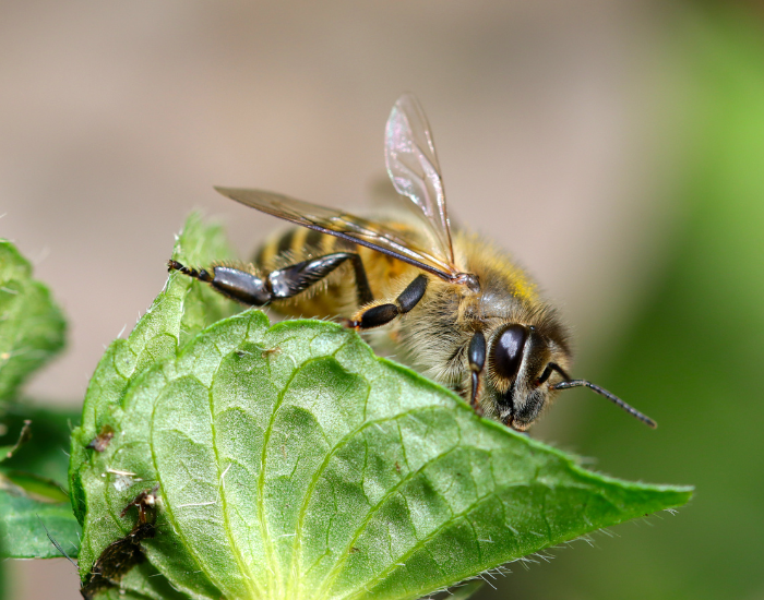 Asian Honey Bee clos eup on top of a leaf