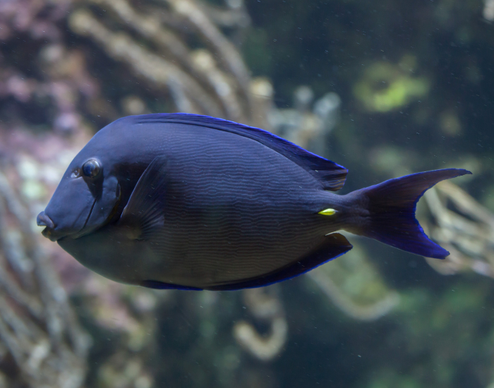 Deep blue oval-bodied fish with subtle horizontal striping swimming in open water. It displays a small yellow patch near the caudal spine at the base of the tail.