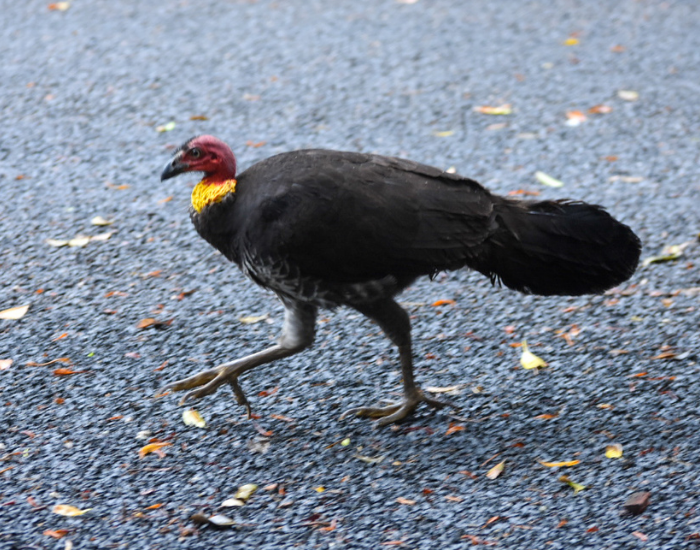 Australian Brushturkey (Alectura lathami) An Australian Brushturkey with dark plumage, a bare red head, and a yellow neck wattle walking across the ground.
