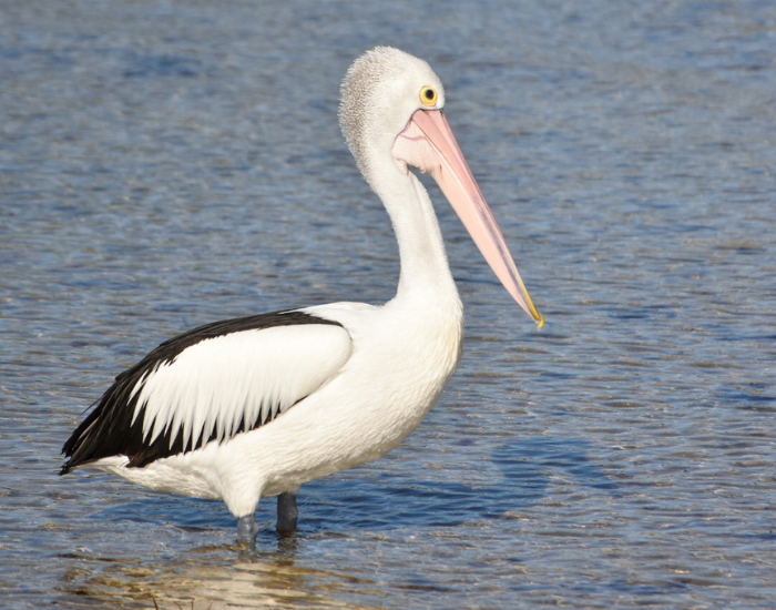 An Australian Pelican standing in shallow water, displaying its white and black feathers and distinctive long pink bill by cesar medina davila