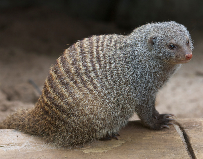 A banded mongoose with distinctive dark stripes across its back resting on rocky ground.