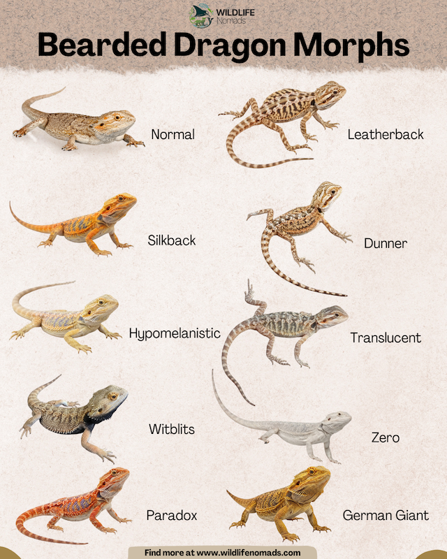 An infographic titled "Bearded Dragon Morphs" showcasing 10 different bearded dragon color and pattern variations, including Normal, Leatherback, Silkback, Dunner, Hypomelanistic, Translucent, Witblits, Zero, Paradox, and German Giant.