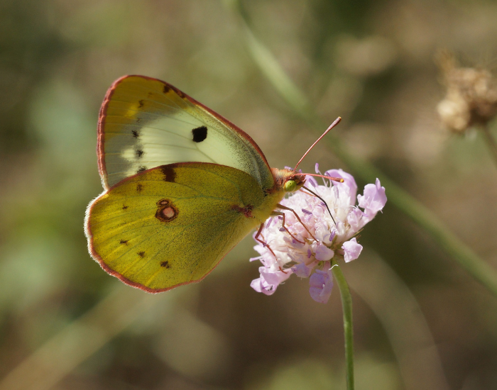 Pale green-yellow butterfly perched resting on pink tiny flowers.