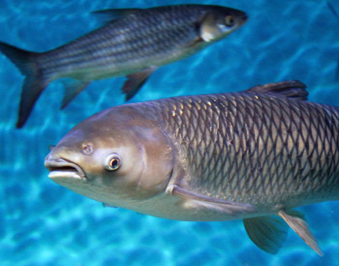 A large bighead carp swimming horizontally in clear blue water.