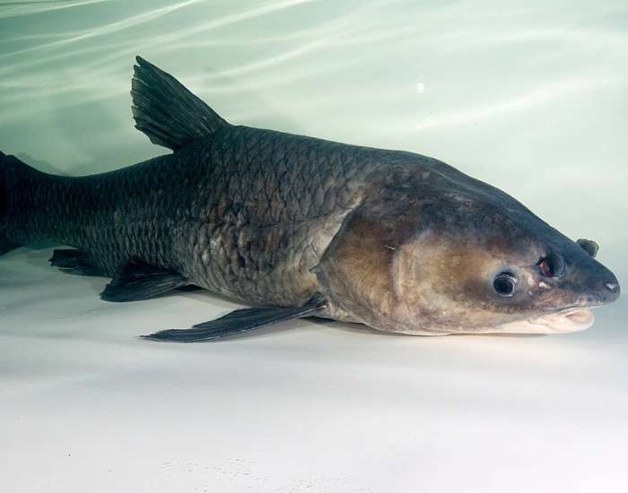 A dark black carp swimming underwater in an aquarium environment.