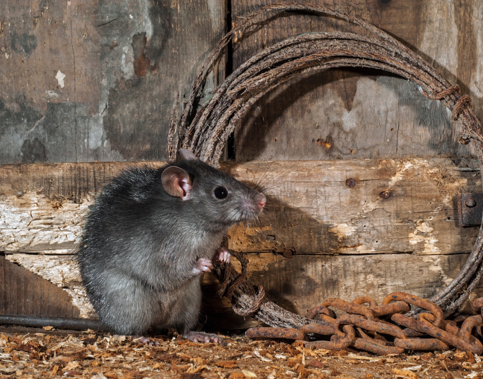 A black rat crouching upright on wood shavings next to rusted chains and a coiled wire.