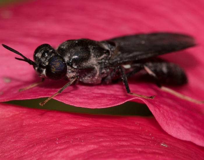 A dark, elongated black soldier fly resting on a vibrant pink petal. Its slender body and translucent wings are visible in clear detail.