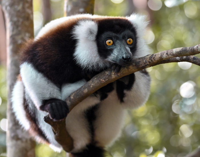 A black-and-white ruffed lemur resting on a thick tree branch.