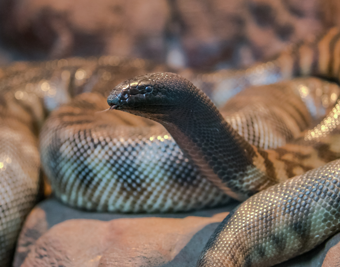 A black-headed python resting with its glossy black head clearly visible against its lighter patterned body.