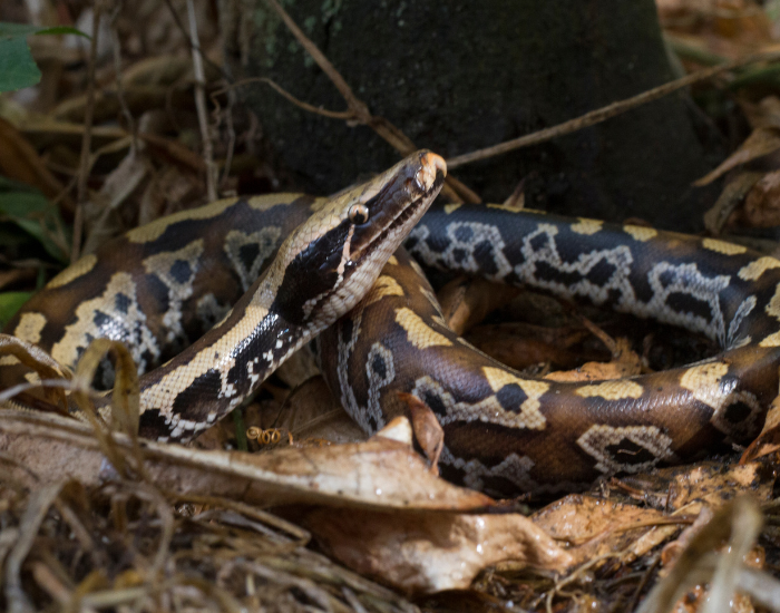 A thick-bodied blood python featuring characteristic rich red and brown blotched scale patterns.