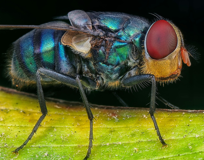 Close-up of a blue bottle fly perched on a green leaf, showcasing its iridescent metallic blue abdomen and large reddish compound eyes.