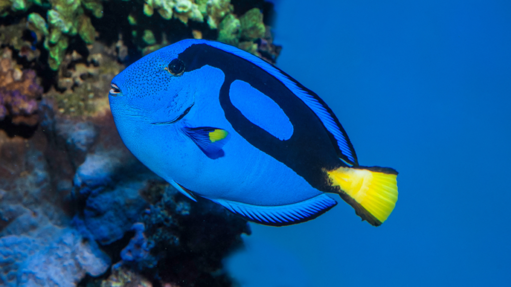 Close-up profile of a vibrant blue tang swimming against a deep blue background with coral rockwork. It features a distinctive black painter's palette marking across its body and a bright yellow tail fin.