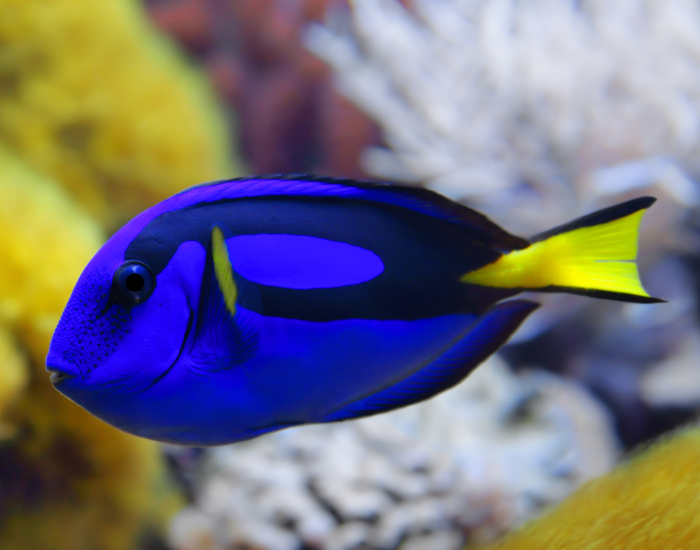 Bright royal blue surgeonfish displaying signature black body markings and a bright yellow tail. It is pictured swimming alongside a vibrant, light-colored coral backdrop.