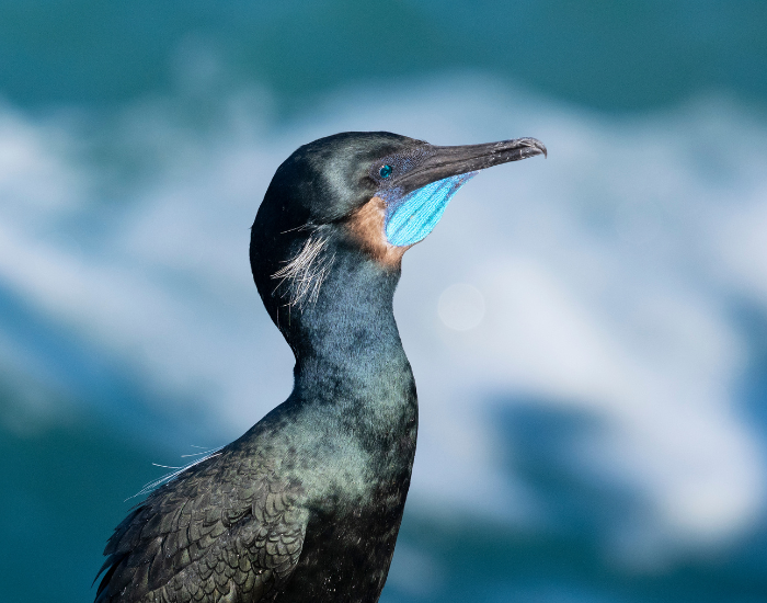 Close-up profile of a Brandt's cormorant with vibrant blue throat pouch highlights against ocean waves.