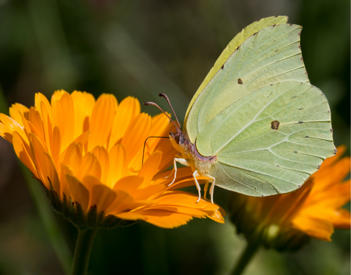 pale lime-green Brimstone butterfly resting on a bright orange marigold.