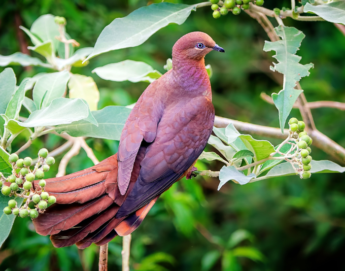 A long-tailed, warm brown dove perched amidst lush tropical greenery. Its sleek plumage blends naturally into the surrounding leaves.