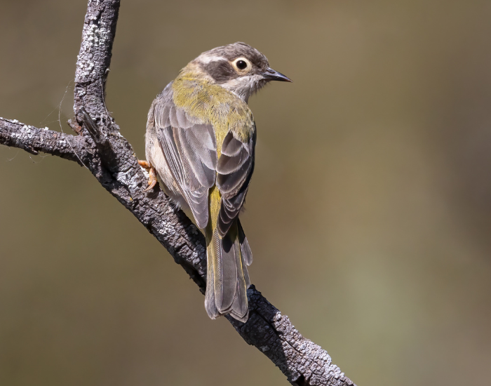 A plain brown honeyeater perched on a bare wooden branch. The bird features muted olive-brown plumage and a slender, curved beak designed for feeding on nectar.