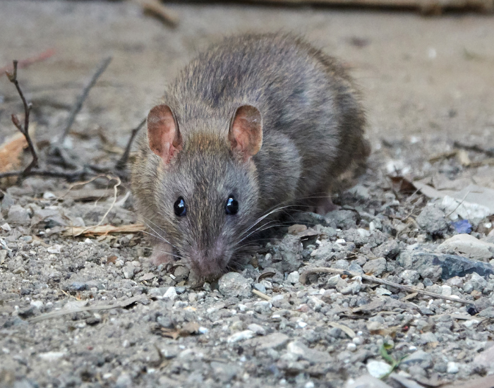 A brown rat walking forward on fine gravel, facing directly toward the camera.