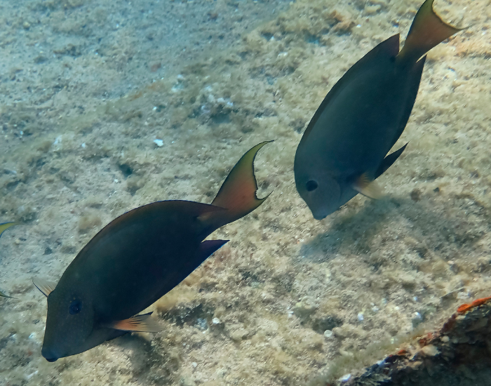 Subdued brownish-grey surgeonfish with a dark tail and slight orange-ringed eye detail. It is shown swimming over sandy seabed substrate near reef rocks.