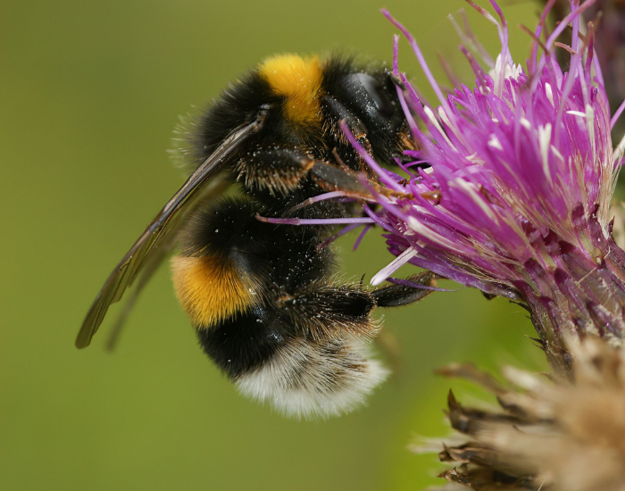 A buff-tailed bumblebee feeding on a purple thistle flower.