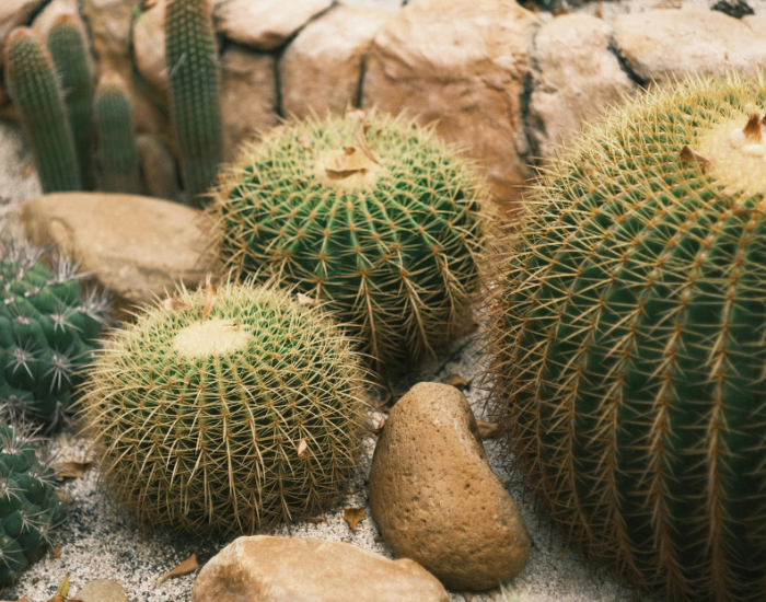 A tall spiny cactus with ribbed green stems growing in dry, stony ground.
