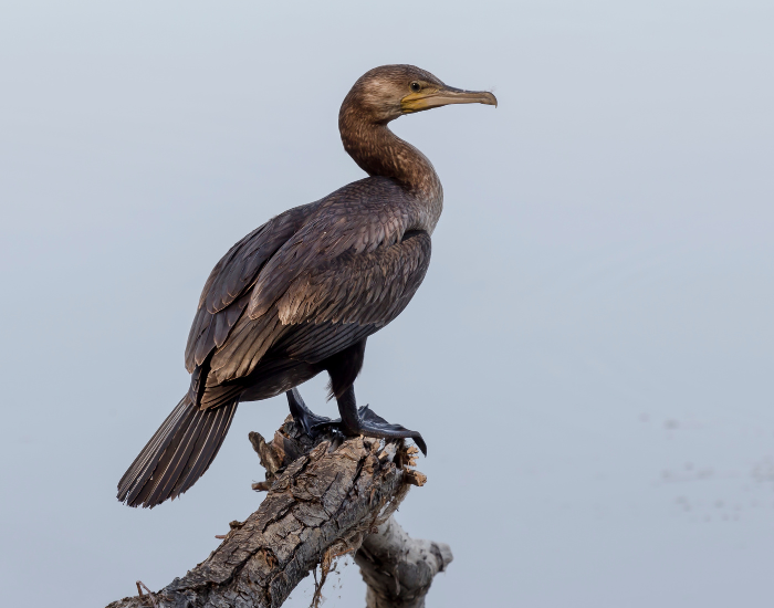 A sleek dark Cape cormorant perched atop a wooden post against a light backdrop.