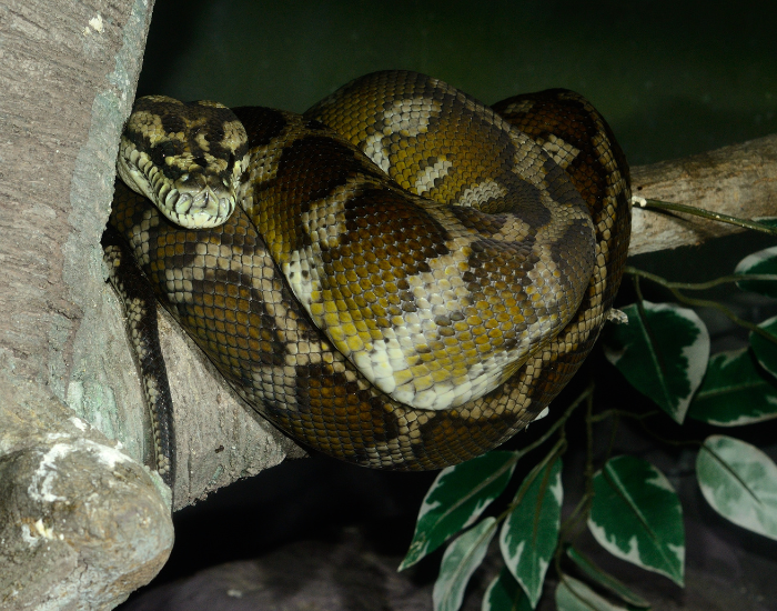 A carpet python perching on a wooden branch inside its habitat enclosure.