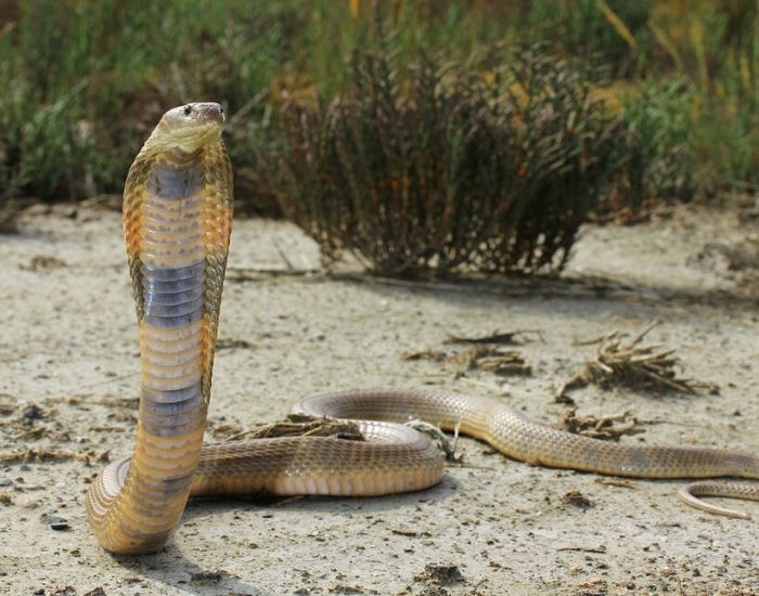A Caspian cobra (Naja oxiana) rears up against a dry, sandy outdoor background.