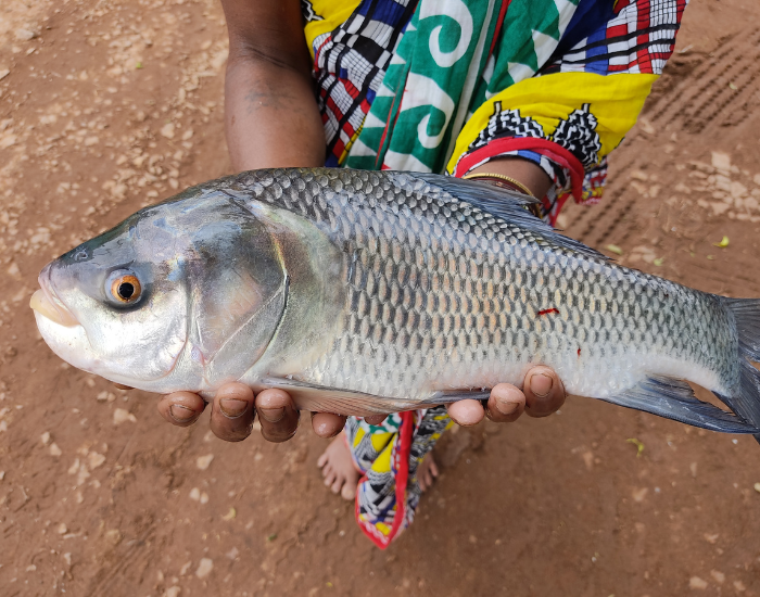 A freshly caught Catla fish held horizontally in someone's hands outdoors.
