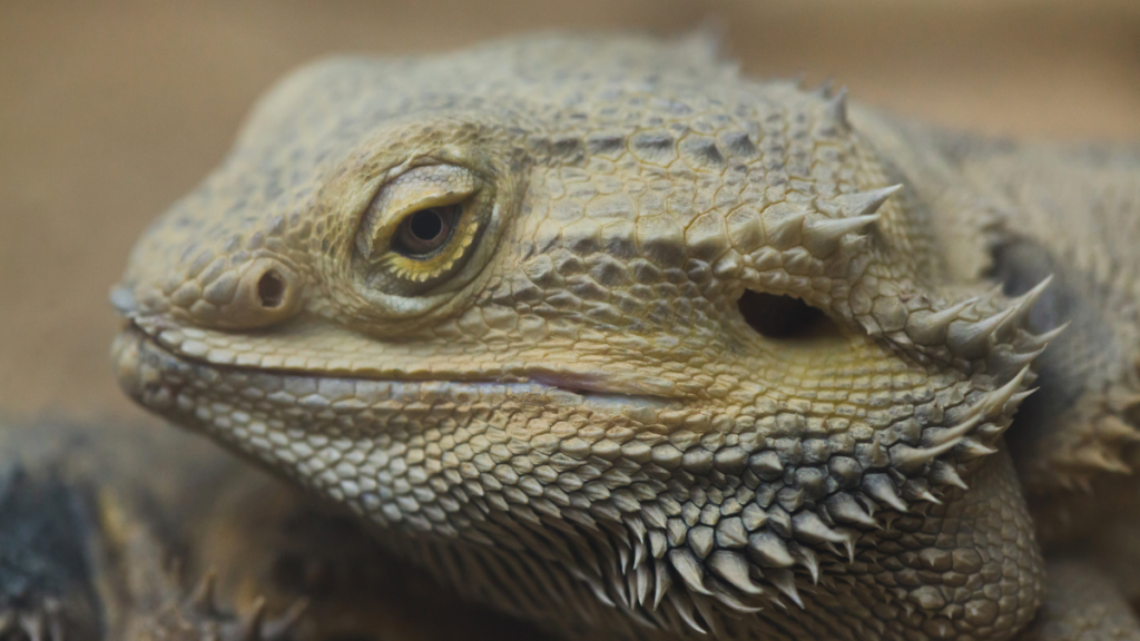 portrait. of a Central Bearded Dragon