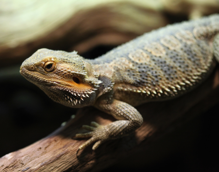 a Central Bearded Dragon in cativity