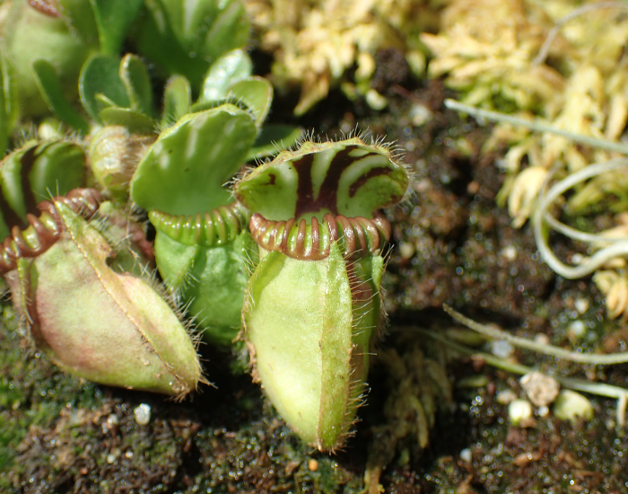 A small ground-level Australian pitcher plant with a ribbed, lidded trap.