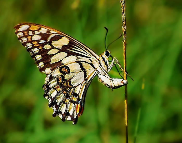 Black and yellow chequered Swallowtail butterfly resting vertically on a green stem.