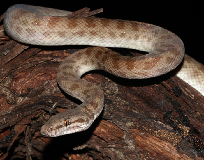 A compact Children's python coiled up on a rocky substrate background.