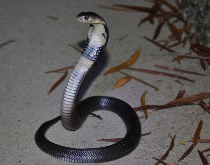 A dark Chinese cobra (Naja atra) lifts its front body, expanding a visible hood against a dark surface.
