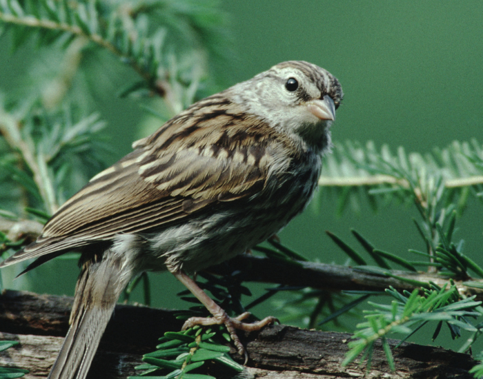 A small chipping sparrow perching on a thin tree branch surrounded by pine needles.