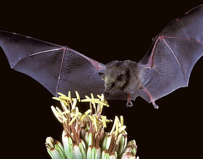 A Mexican long-nosed bat in flight near a flower.