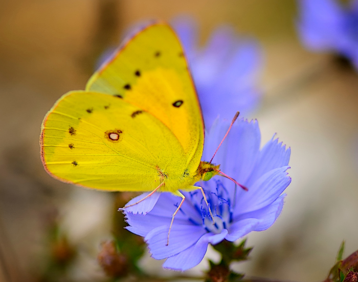 Bright yellow Clouded Sulphur butterfly feeding on a blue blossom.